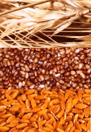 CARACTERISTICAS NUTRICIONALES CEREALES