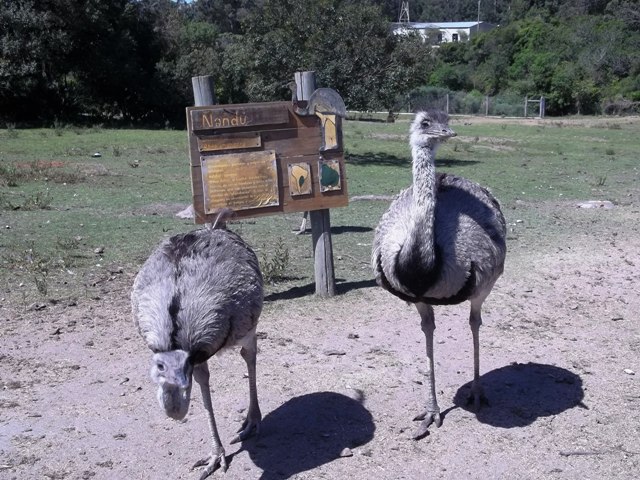 ÑANDUES EN LA RESERVA DEL CERRO PAN DE AZUCAR EN PIRIAPOLIS, URUGUAY