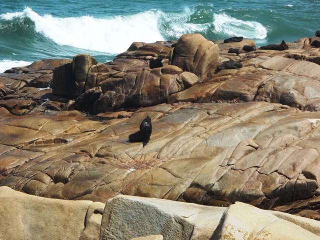 LOBO DEL CABO POLONIO TOMANDO SOL