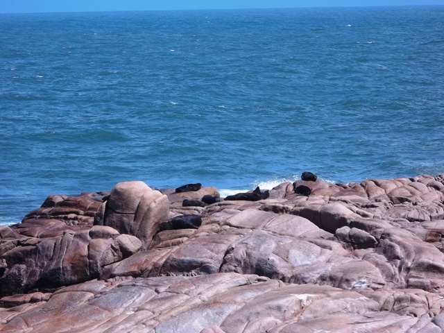 LOBOS MARINOS DESCANSAN EN CABO POLONIO