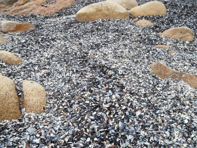 CASCARAS DE MEJILLONES EN CABO POLONIO