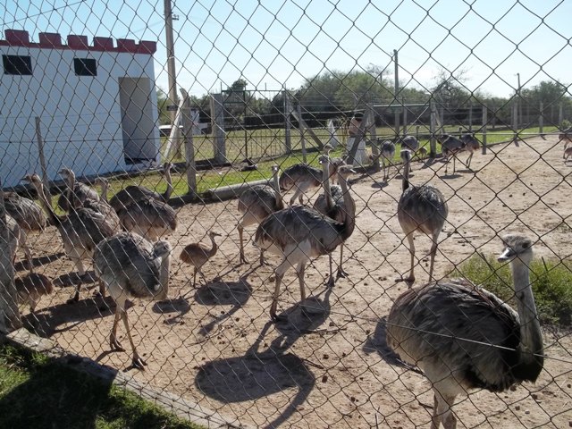 HERMOSAS Y GRANDES AVES EN LA RESERVA DE CARMELO