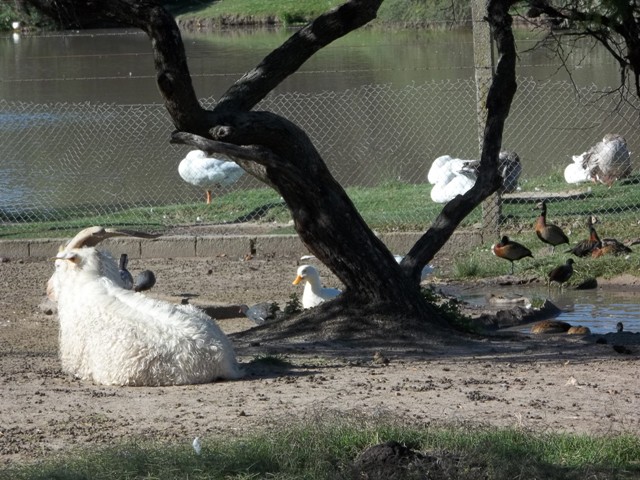 CABRA Y PATOS EN LA RESERVA FRENTE AL HOTEL CASINO CARMELO