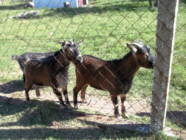 DOS LINDAS CABRITAS DE LA RESERVA EN CARMELO URUGUAY