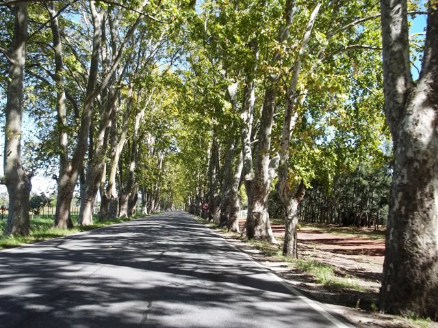 ENTRANDO A LA CIUDAD DE CARMELO