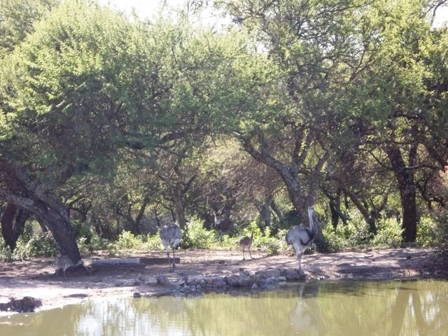 HERMOSO CIERVO EN LA RESERVA DE CARMELO