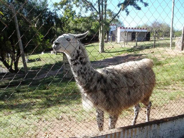 LLAMA EN LA RESERVA FRENTE AL HOTEL CASINO CARMELO