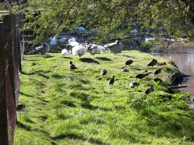 VARIOS PATOS EN LA RESERVA FRENTE AL HOTEL CASINO CARMELO