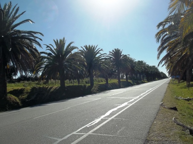 PALMERAS EN LA RUTA ENTRANDO A COLONIA URUGUAY