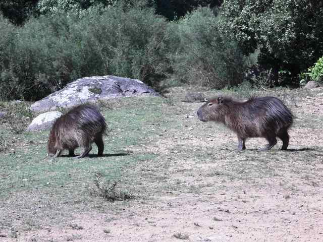 CARPINCHOS DE LA RESERVA DEL CERRO PAN DE AZUCAR