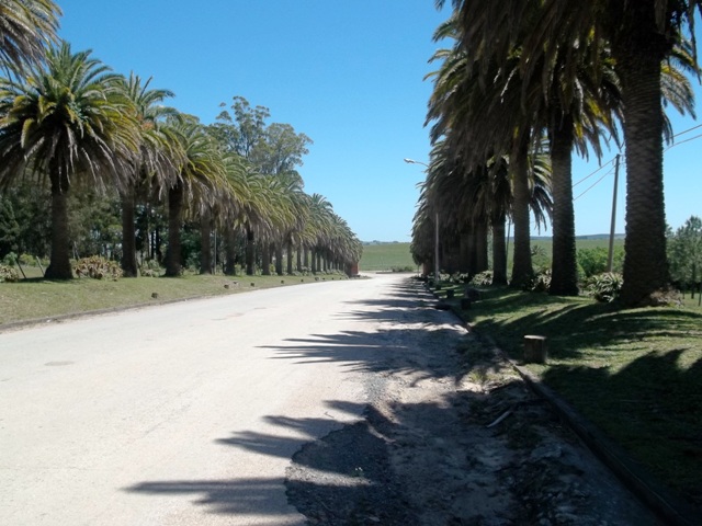 ENTRADA PALMERAS PARQUE SALUS