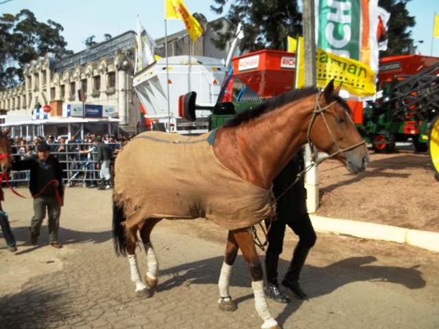 EXPO PRADO HERMOSOS CONCURSANTES EQUINOS