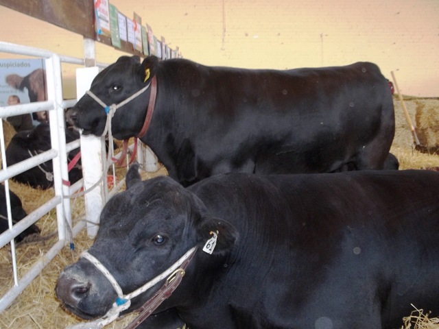 EXPO PRADO VACAS NEGRAS