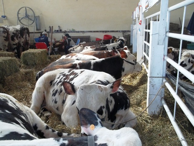 EXPO PRADO VACAS DESCANSANDO