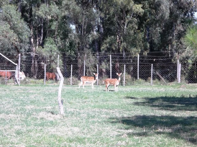 GRANJA ARENAS CIERVOS EN LA RESERVA DE FAUNA