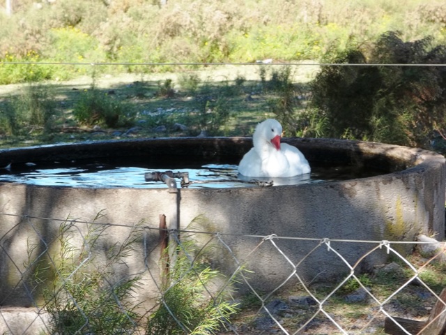 GRANJA ARENAS EL PATO EN LA RESERVA DE FAUNA SE ASEA