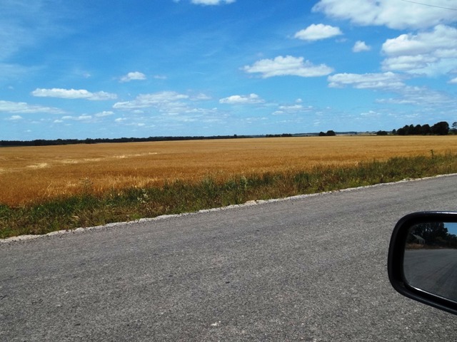 CAMPOS SEMBRADOS DE TRIGO RUMBO A BALNEARIO KIYU