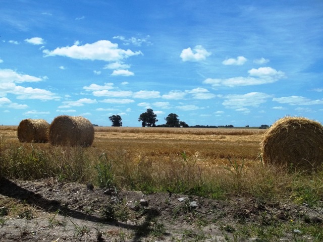 FARDOS DE TRIGO RUMBO AL BALNEARIO KIYU