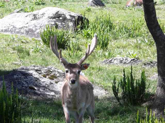 VENADO DE CAMPO EN LA RESERVA DEL CERRO PAN DE AZUCAR