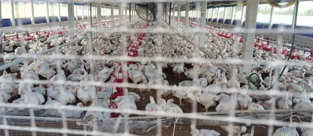 Uruguay levanta suspensión a productos avícolas provenientes de Brasil tras validación sanitaria de la OMSA