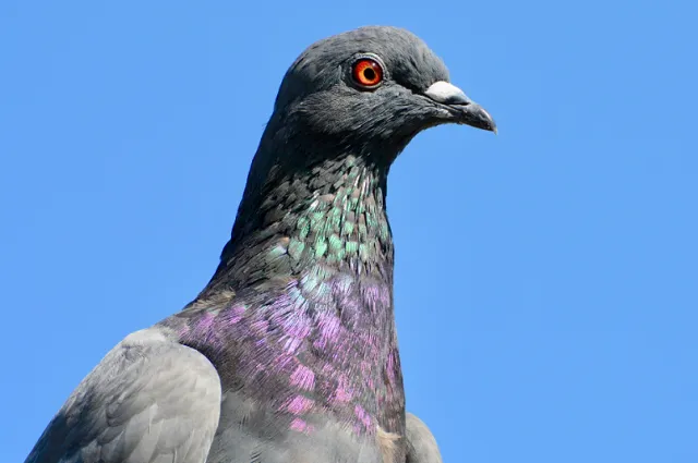 Situación sanitaria por mortandad de palomas en el Parque del Río Olimar