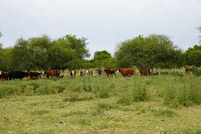 Nuevos requisitos para exportar carne bovina a la Unión Europea