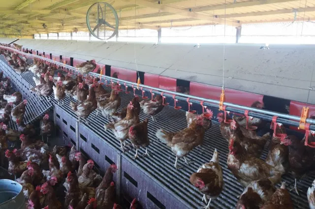 Ante foco de influenza aviar en aves comerciales en Argentina, Uruguay refuerza controles