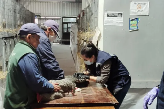 Más de 400 aves ingresan a la Expo Prado bajo control veterinario del MGAP