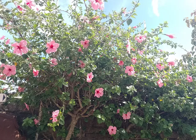  La primavera en su esencia más pura: color, aroma y esperanza.