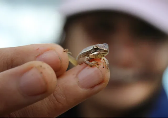 Investigación en Aceguá analiza cómo se organizan y conservan las comunidades de tajamares