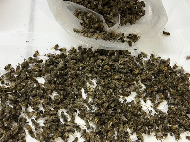 Mortandad de abejas: una crisis ambiental que exige decisiones urgentes