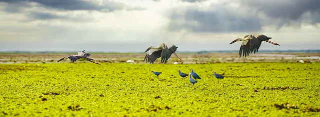 Proteger los humedales para nuestro futuro común