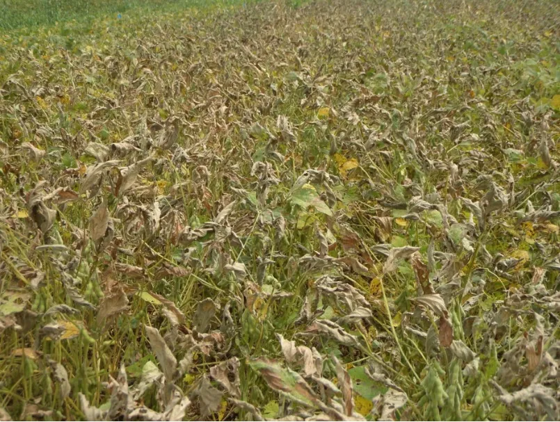 Advertencia sobre el uso de Paraquat en la cosecha de SOJA