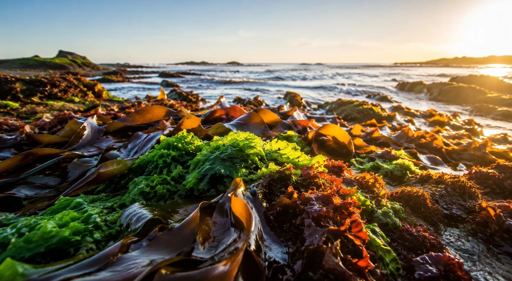 Primeras JIGAS: investigadores analizaron el estudio de las algas y los ecosistemas acuáticos en Uruguay