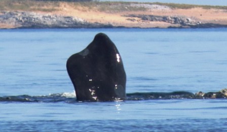 Comenzó temporada de avistamiento de ballenas