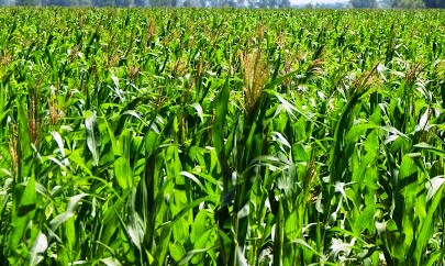 El hambre en el mundo afecta a 821 millones de personas