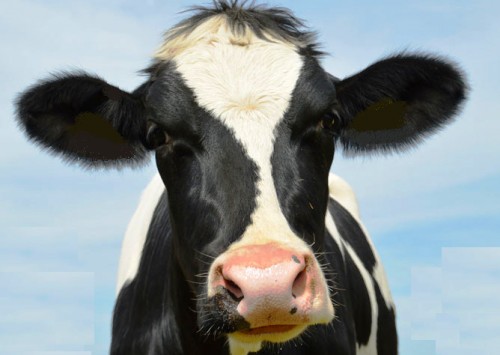 Según la OMS el 60% de todas las enfermedades que afectan a las personas se originan en los animales