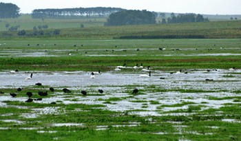 PROPUESTA DEFINITIVA DEL PLAN AMBIENTAL NACIONAL SERÁ TRATADA EL 20 DE ESTE MES POR EL PODER EJECUTIVO