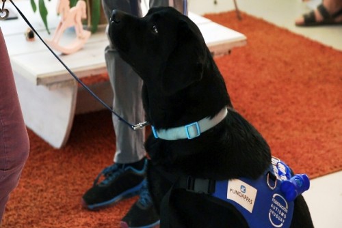 LA FUNDACIÓN PROMOCIÓN PERROS DE ASISTENCIA