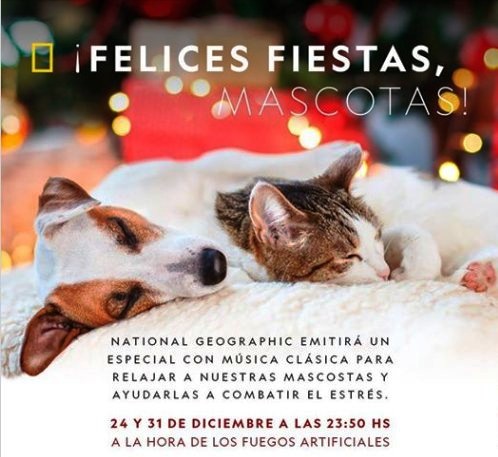 En las fiestas las mascotas podrán estar tranquilas