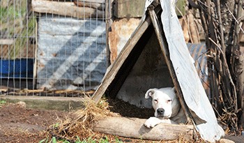 Rige prohibición para realización de carreras de perros