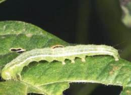 DGSA registró un nuevo controlador biológico de plagas para soja y girasol que permitirá reducir el uso de agroquímicos