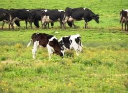 Llamado a interesados en participar del  Programa de entrenamiento en Sistemas Pastoriles de Producción Lechera Neozelandesa en Manuka Farms, Osorno, Chile