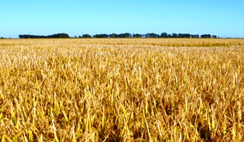 Récord histórico de rendimiento y producción de maíz en Uruguay