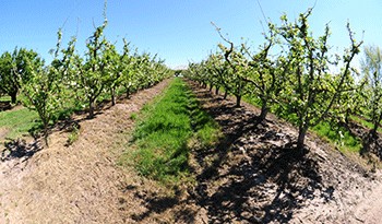 Llamado a sociedades civiles a integrar la Comisión Honoraria del Plan Nacional para el Fomento de la Producción con Bases Agroecológicas