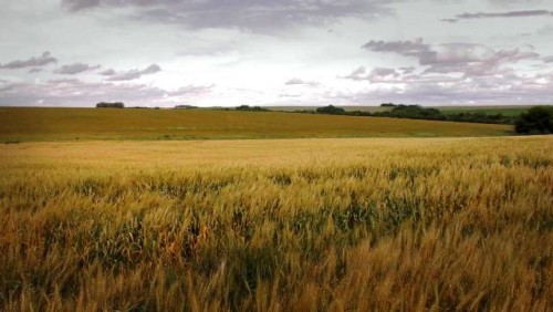 Abrió período de acreditación de Ingenieros Agrónomos