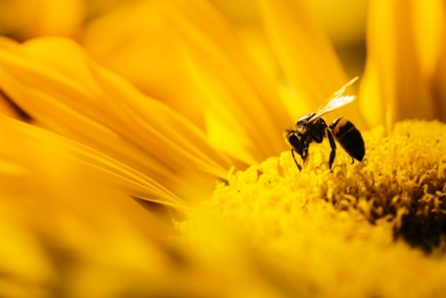 20 de mayo Día Mundial de las Abejas