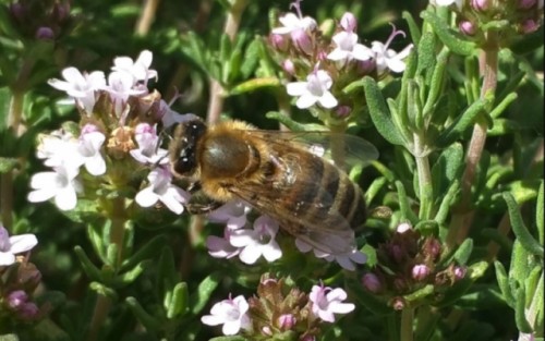 Una enfermedad viral también afecta a las abejas