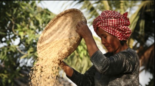 La industria del arroz, golpeada por la COVID-19 y el cambio climático
