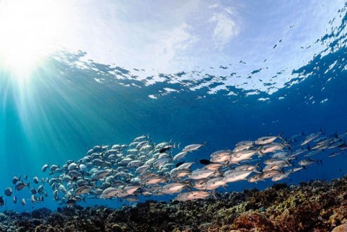 Si comemos más pescado que nunca, debemos cuidar nuestros océanos como nunca